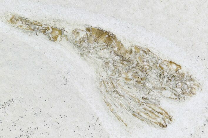 Jurassic, Fossil Shrimp - Solnhofen Limestone #108913